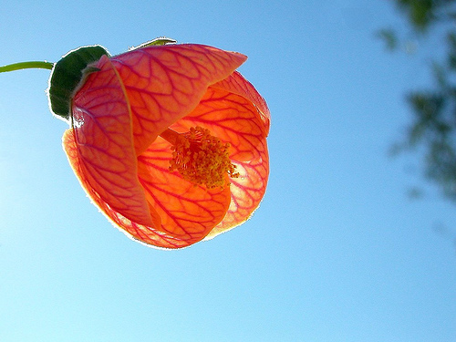 Chinese Lantern